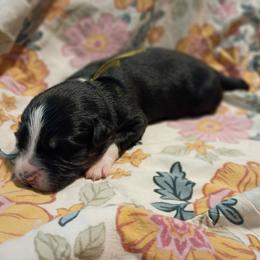 June (yellow collar) - Black tri-color female Australian Shepherd puppy in Okeechobee, Florida from Rothsolid Aussies