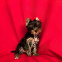 HL pink girl - Blue and gold female Yorkshire Terrier puppy in Alburnett, Iowa from Hobbs Shire Yorkies