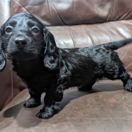 Dachshund Puppies from Valhallah Farms