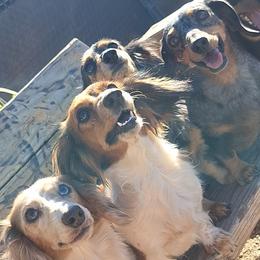 Dachshunds from Codie Nash