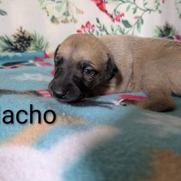 Nacho - Red male Whippet puppy in Sweet Home, Oregon from Imperialis Kennels
