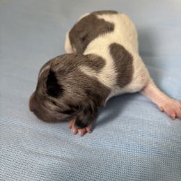 Silver Bullet - Dapple male Dachshund puppy in Great Falls, Montana from Dawn's designerDachshunds