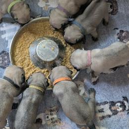 Pug puppies from Lisa's Pugalicious Pugs
