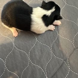 Girl 1 - Black female Pomeranian puppy in Decatur, Iowa from Lisa Greenhalgh