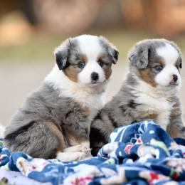 Toy Australian Shepherd Puppies from Shooting Stars Ranch Toy and Mini Aussies