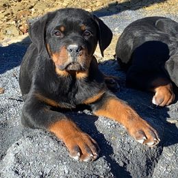 Rottweiler Puppies from Von Raven Haus Rottweilers