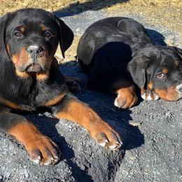 Rottweiler Puppies from Von Raven Haus Rottweilers