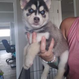 Pomsky Puppies from Bluebonnet Pomskies