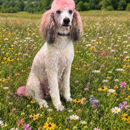 Lucy - Poodle