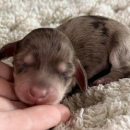 Marshall - Dapple male Dachshund puppy in Chelsea, Oklahoma from Elite Puppies of Oklahoma, LLC