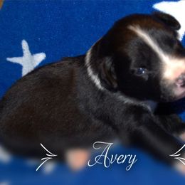 Australian Shepherd Puppies from Copper Kettle Ranch