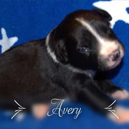 Australian Shepherd Puppies from Copper Kettle Ranch