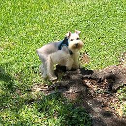 Draco Price 3500 - Wheaten male Miniature Schnauzer puppy in San Antonio, Texas from Texas Blessed Schnauzers