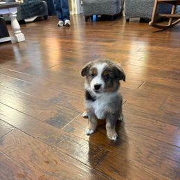 Van Gogh - Blue merle male Miniature Australian Shepherd puppy in Dallas, Waco, And Tyler, Texas from Beulah Aussie Farms Texas