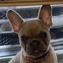 French Bulldogs from Too Rockin’ for You Farm and Kennels, LLC