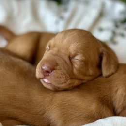 Delaney - Golden rust female Vizsla puppy in Clemons, Iowa from Kaylee’s Vizslas