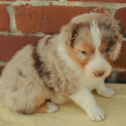 Hershey - Red merle male Australian Shepherd puppy in Cotati, California from Tried and True Aussies