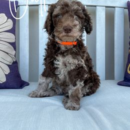 Outlaw - Merle Goldendoodle puppy in Miami, Florida from Kalidoodlee