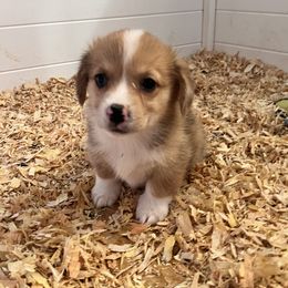 American Corgi and Pembroke Welsh Corgi Puppies from Driftin' Sand Farms