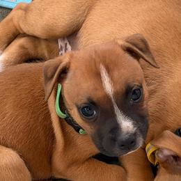 Hunter - Red and white male Staffordshire Bull Terrier puppy in Port Saint Lucie, Florida from Southern Staffies