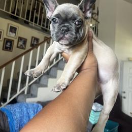 French Bulldog Puppies from Wrinklez N Pawz Frenchies