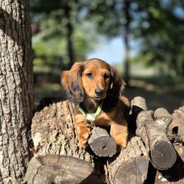 AKC Meet Silas :) - Sable male Dachshund puppy in Centerville, Iowa from Barnyard Dachshunds, Dals & Doodles