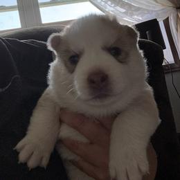 Girl 3 - Bronze - Sable and white female Siberian Husky puppy in Independence, Wisconsin from Hito's Huskies