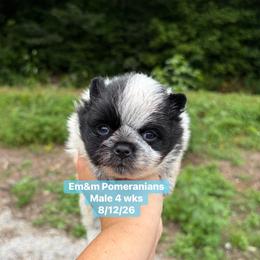 Black parti 2995 pet only - Black parti male Pomeranian puppy in Kentucky from Em&M Pomeranians