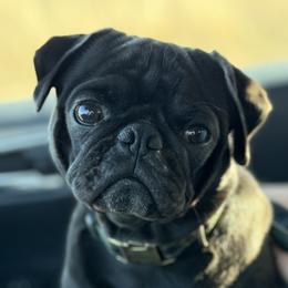 Toby - Pug