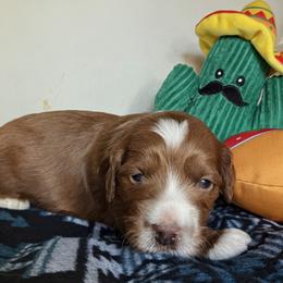 Cruz - Red  male Goldendoodle puppy in Pine Grove, California from Lundee Doodles