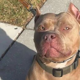 TKK Hercules - Fawn American Bully puppy in Conroe, Texas from Titanium Kilo Kennels