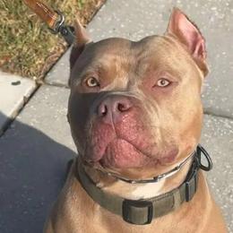 TKK Hercules - Fawn American Bully puppy in Conroe, Texas from Titanium Kilo Kennels