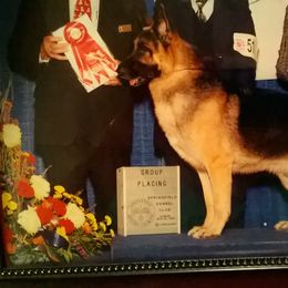 German Shepherd Puppies from Sharashe Shepherds