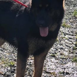 German Shepherds from Konigsdorf