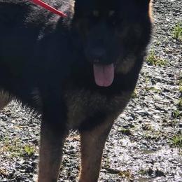 German Shepherds from Konigsdorf