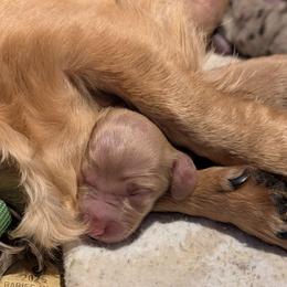 Kahlua - Cream female Dachshund puppy in Huachuca City, Arizona from Az's B&B Doxies