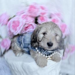 Bell ready today - Cream female Dachshund puppy in Richmond, Virginia from Irresistible Dachshunds & Cavaliers