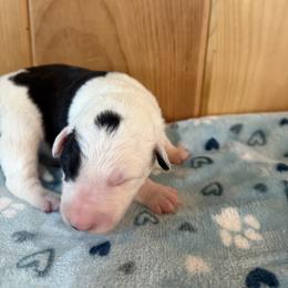 Boy 2 - male Border Collie puppy in Owenton, Kentucky from Three16 Ranch