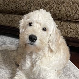 Goldie - Goldendoodle