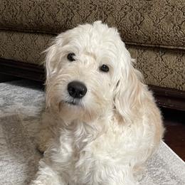 Goldie - Goldendoodle