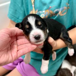 Zulu - Black tri-color female Aussiedoodle puppy in Heber City, Utah from Junipersdoodles