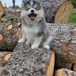 Pomsky Puppies from Posh Husky Puppies
