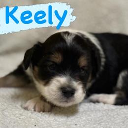 Keely (Male 3) - Black tri-color male Aussiedoodle puppy in South Central, Pennsylvania from Windy Hills Mini Aussies & Doodles