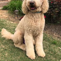 Lola - Goldendoodle