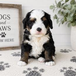 Crispin - Tri-color male Bernedoodle puppy in Atwood, Oklahoma from Luxe Doodle Haven