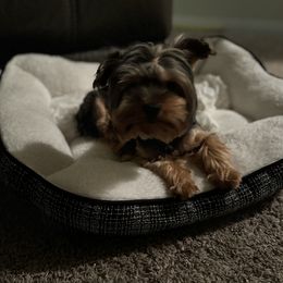 Gucci - Yorkshire Terrier
