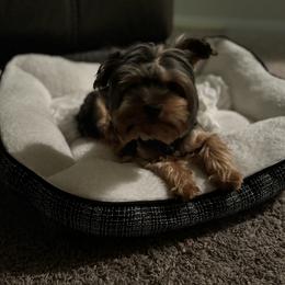 Gucci - Yorkshire Terrier