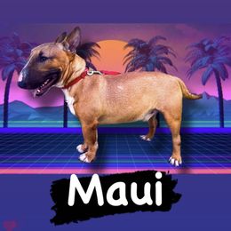 Maui - Miniature Bull Terrier