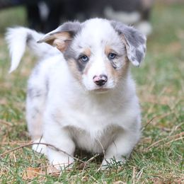 Glacier - Blue merle and white male American Corgi puppy in Plains, Montana from Diamond Corgis