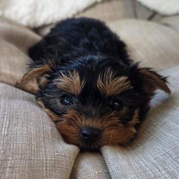 Lady Red - Black and gold female Yorkshire Terrier puppy in Lebanon, Ohio from Teacup Yorkies for Adoption Near Lebanon Ohio LLC